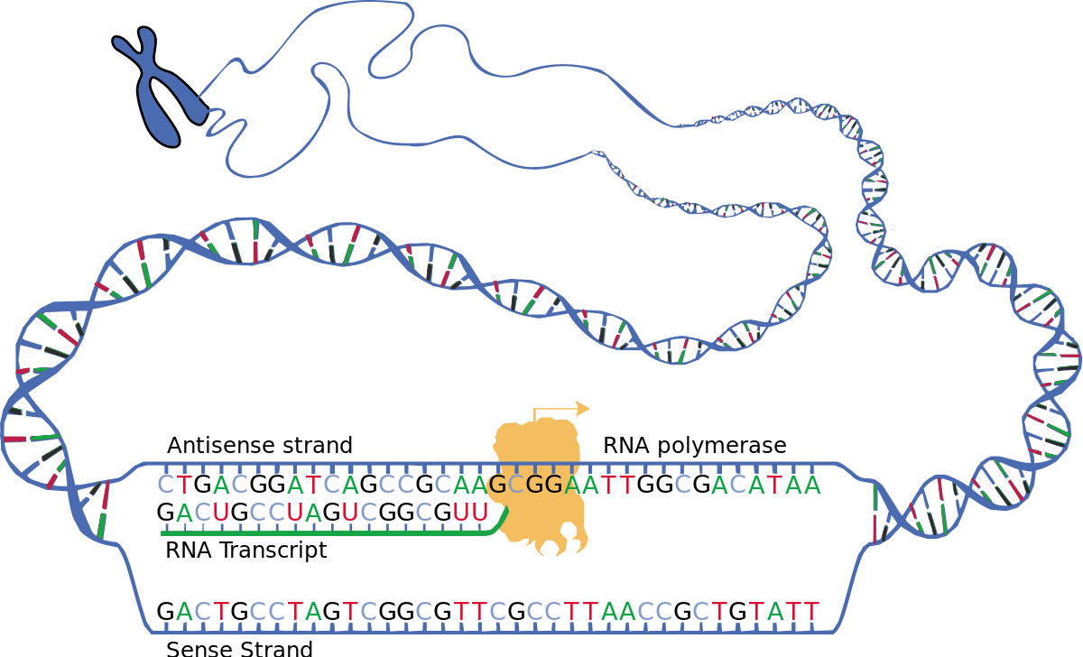 Transkription - 1. Schritt der Proteinbiosynthese