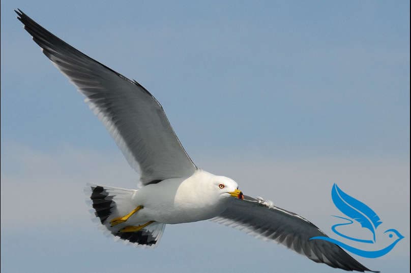 Rudimentäre Organe und Atavismen - lernen mit Serlo!