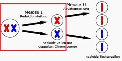 Meiose (= Reifeteilung)