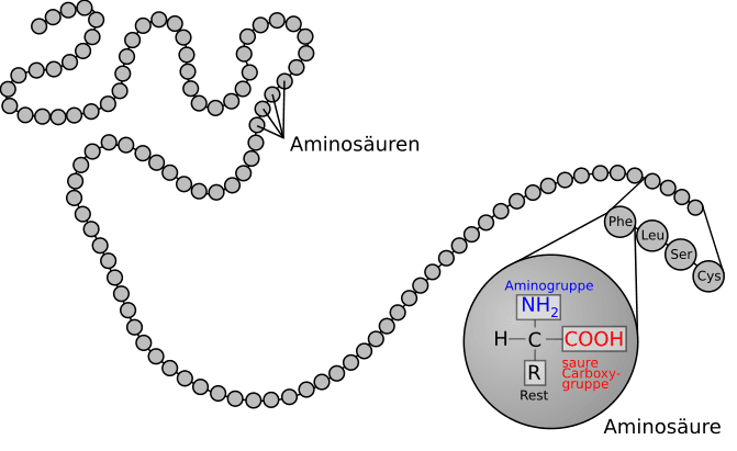 Proteine - Aufbau und Funktion