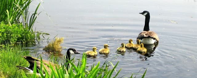 Biologie Startseite lernen mit Serlo!